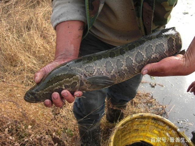自然水域如何垂釣黑魚？這三點需要釣友知道，掌握方法一點都不難