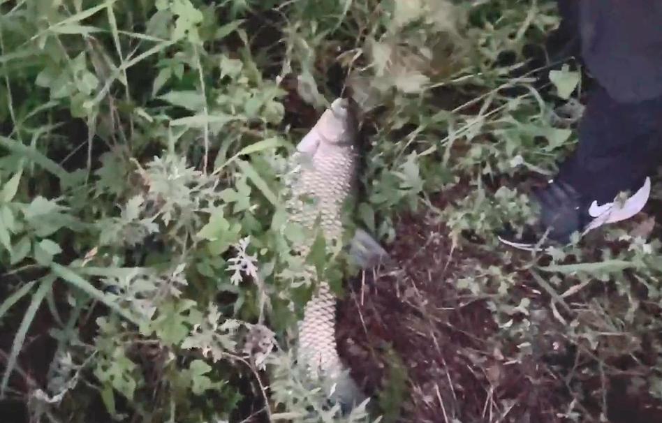饅頭能釣魚么？大師的操作讓我嘆為觀止，竟然把水庫草魚摳光了