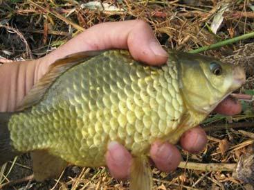 野釣一竿走天下？