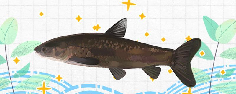 釣青魚用螺絲效果好嗎，要不要敲碎