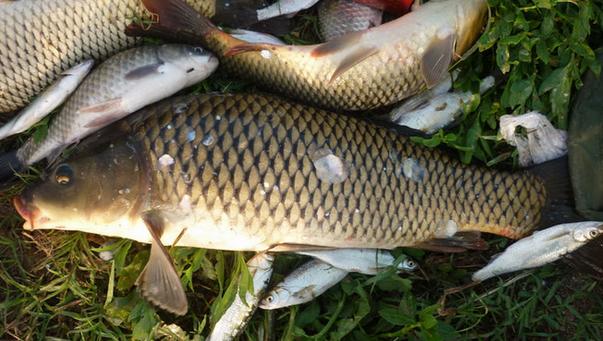 釣鯉魚怎么調漂最好？（推薦）