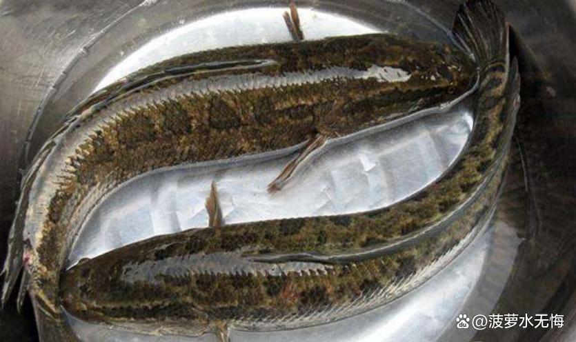 4月，吃鯽魚鱸魚不如吃它！高蛋白低脂，開胃解饞，下鍋一煮真香
