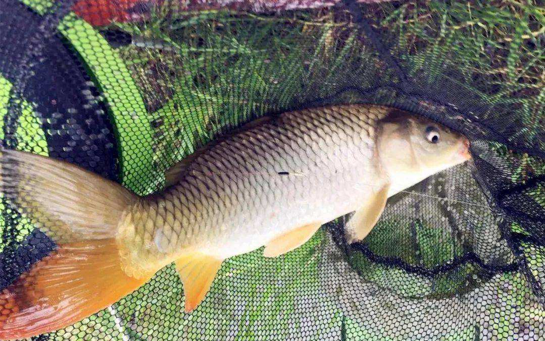 晚春野釣鯉魚，這4個鯉魚的釣點，強烈建議你收藏起來