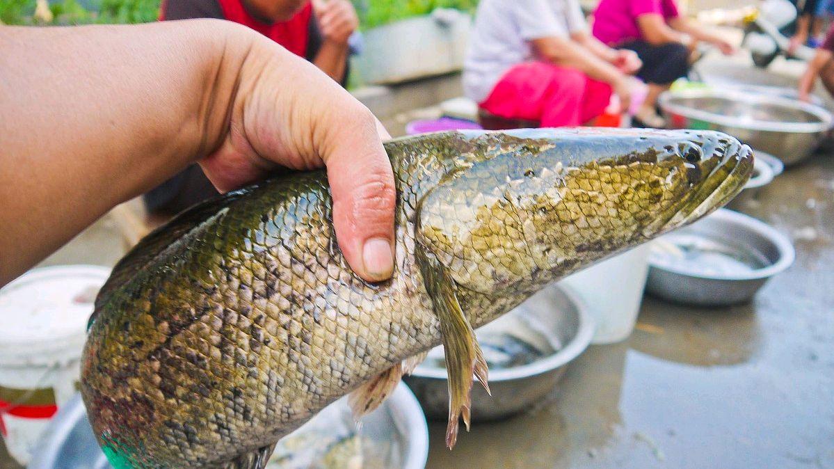 不同季節野釣黑魚這樣選擇釣點和釣位，你再試試看！