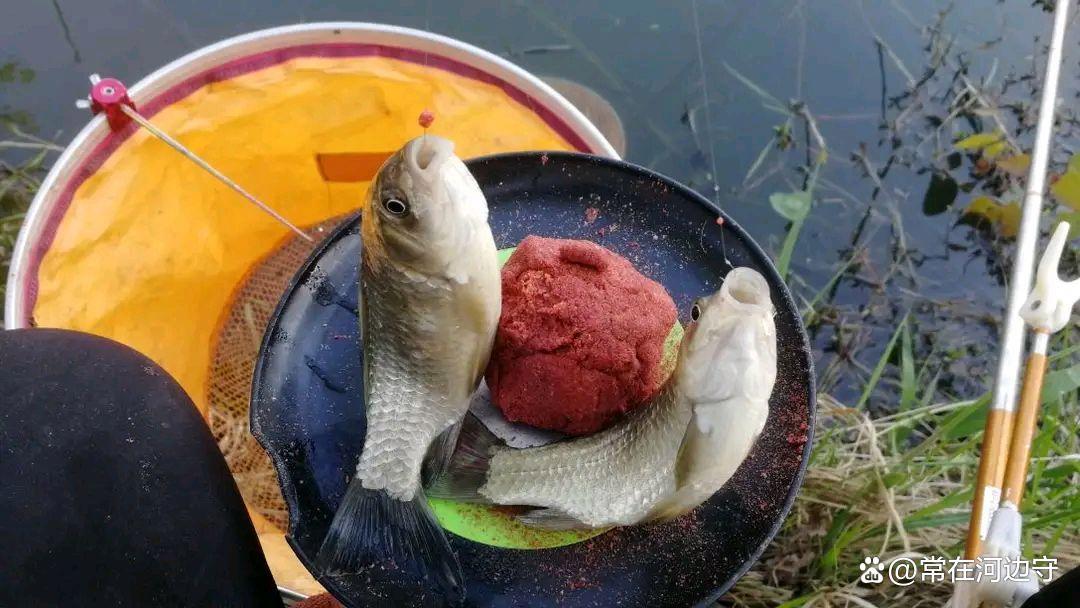 春季作釣鯽魚的5個必殺技用對了魚獲一次比一次多