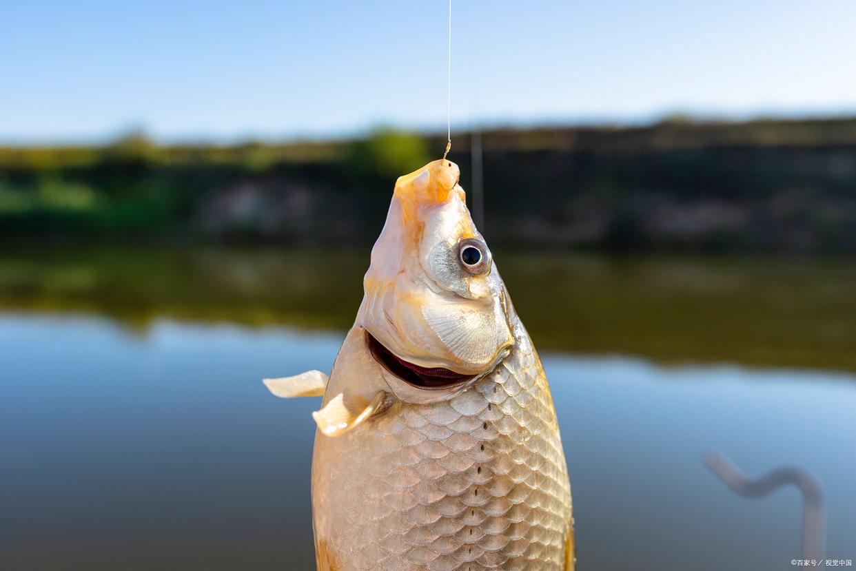 肥水釣鯽魚有什么方法比較好？