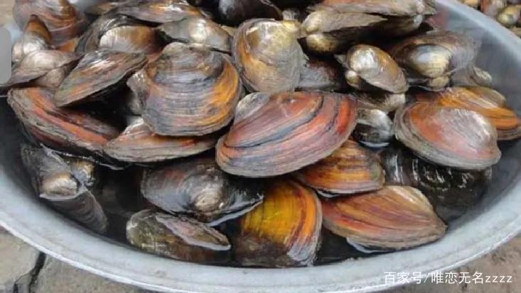 真香！野釣用這6種“天然餌”，“零成本”也能連竿到手軟