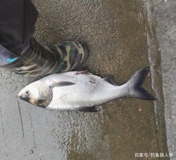 釣鰱鳙應該釣多深？把握住這2個細節，你就能立于不敗之地了