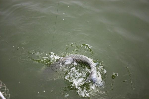 釣青魚，怎樣選擇線組和魚竿？這關乎你的魚獲