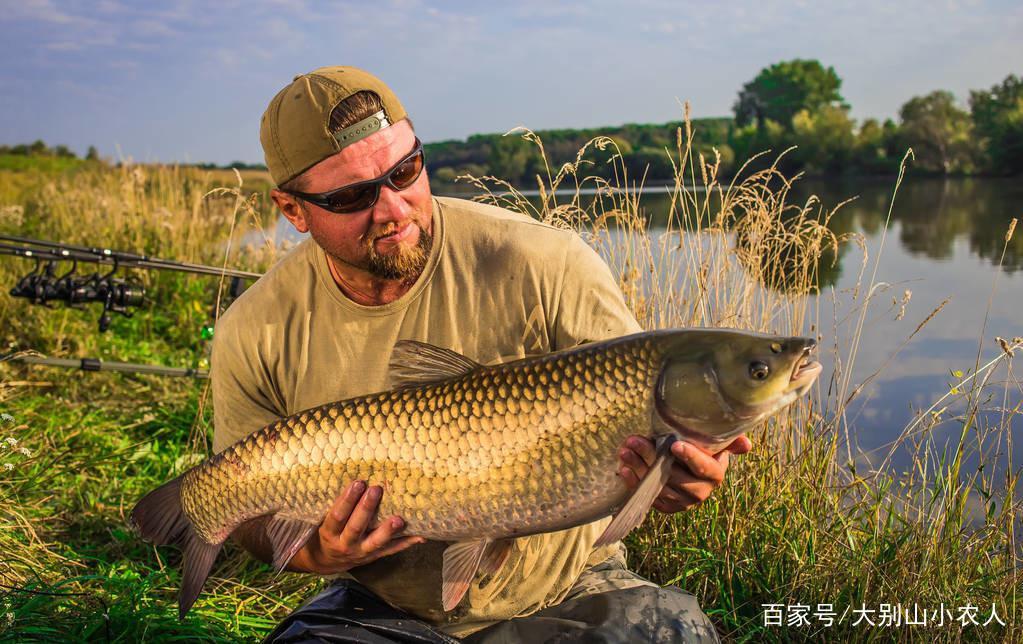 草魚到底怎么釣？這5種釣法任你選，詳解：草魚的作釣全攻略