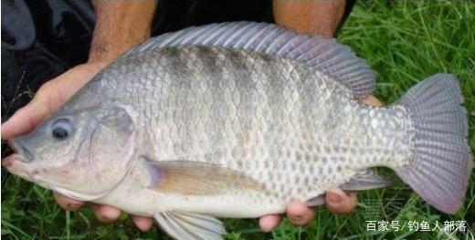 水庫野釣羅非魚自制必殺窩料，和餌料配方及釣法！