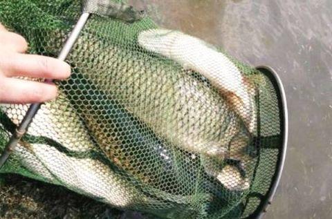 專攻大鯉魚、大草魚  使用這兩款窩料誘魚真快  上魚源源不斷