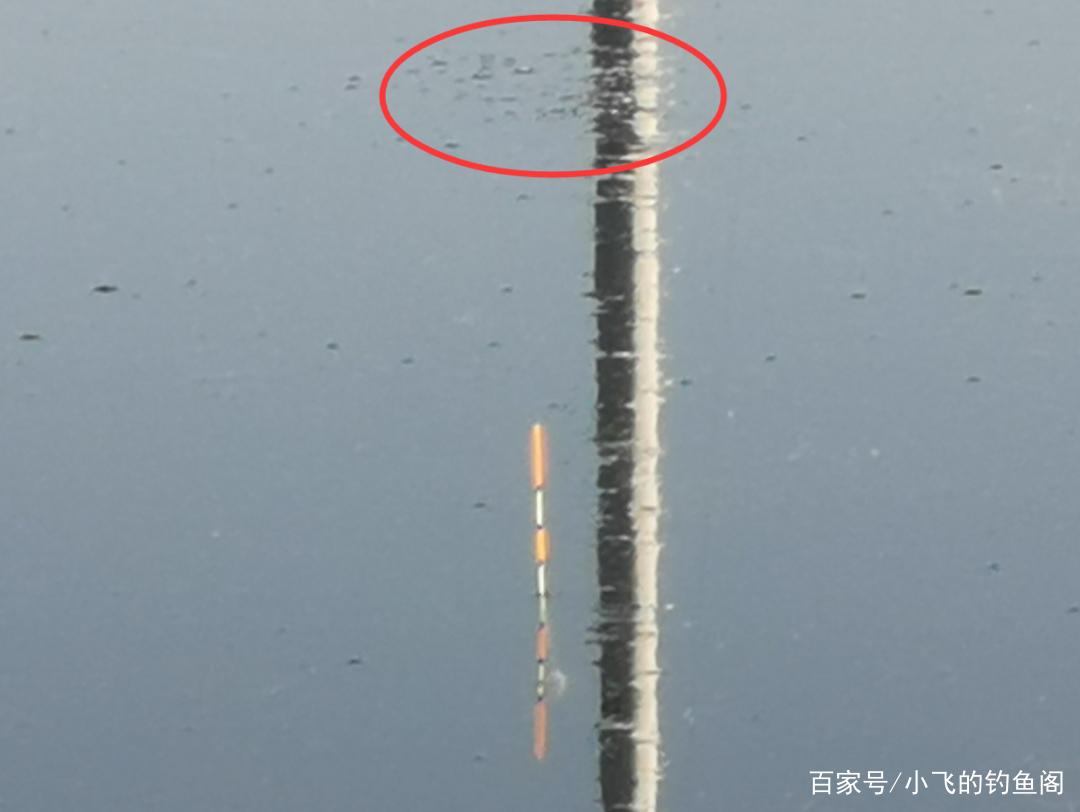 窩子里突然來了黑魚怎么辦？用這種釣法百試百靈，一擊即中！