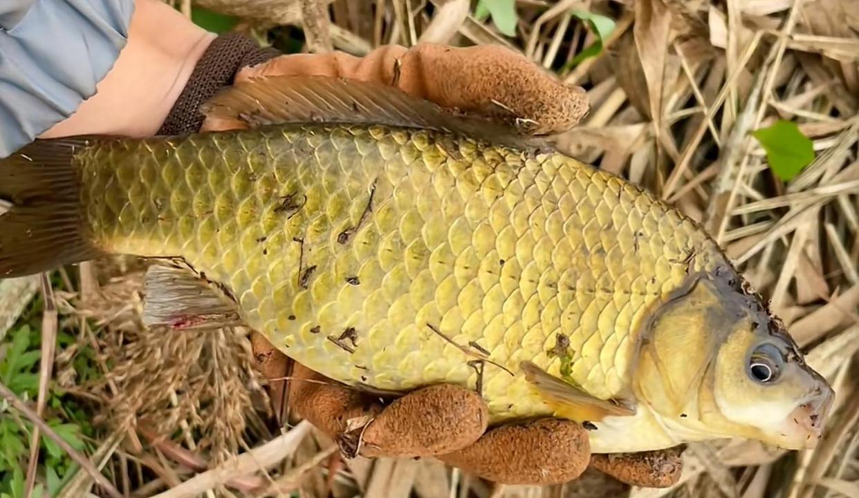 春季野釣鯽魚“餌料”排行榜，用什么餌料魚口好，查一查就知道了