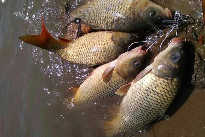 釣魚：餌料和裝備只是基礎，想釣到魚就要學會“找魚”