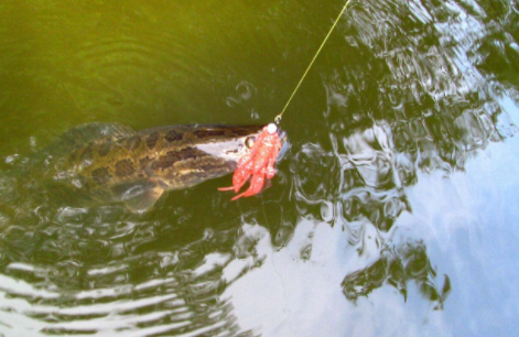 了解黑魚的生活習性，掌握釣魚技巧，從此釣黑魚不再是難事