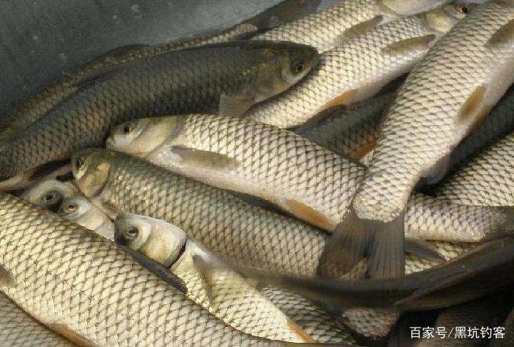 釣大草魚技巧分享