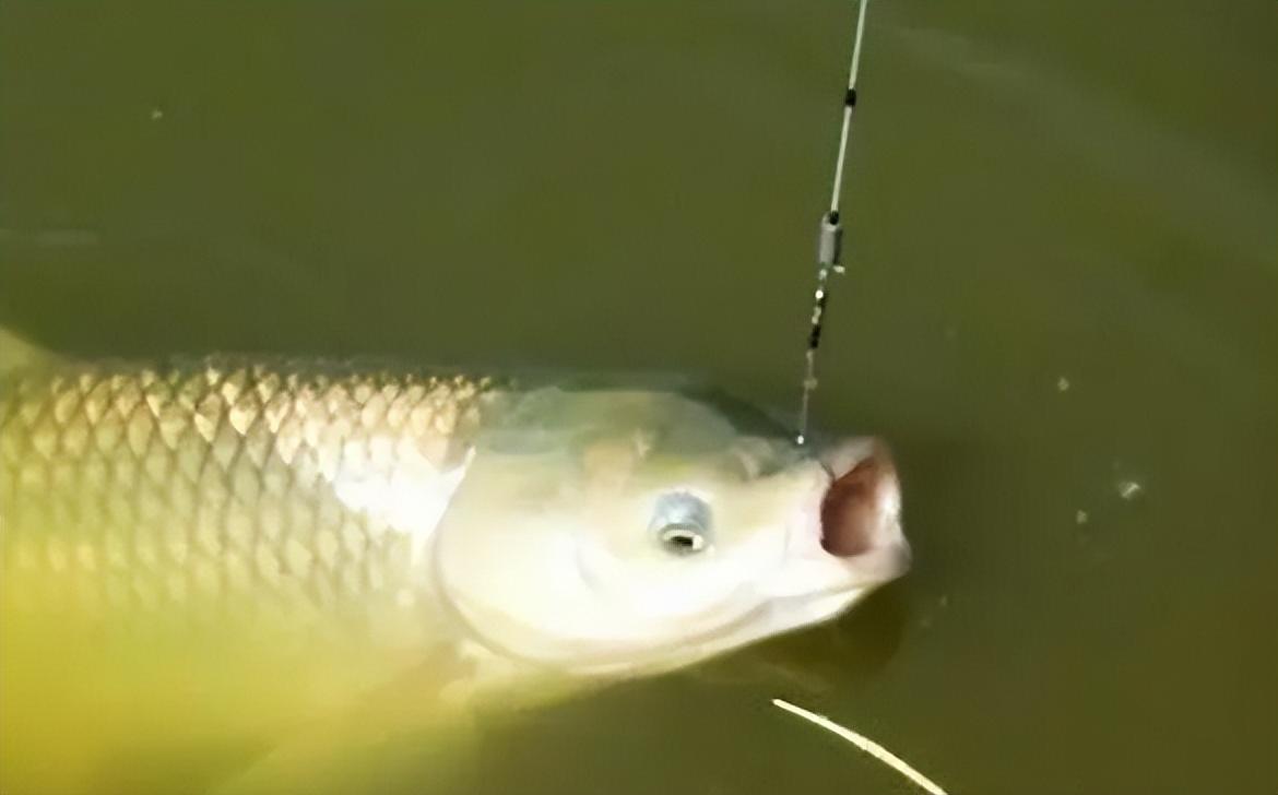 夏釣草魚有訣竅，4個“秘訣”要知道，只要水里有魚就不怕釣不到