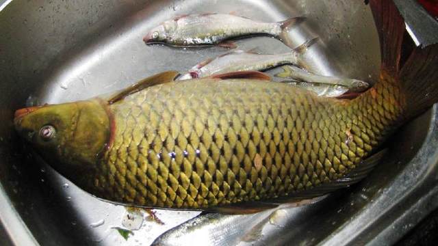 大水域中有大魚，只有磯釣能降服 磯釣釣大魚的技巧，與您分享