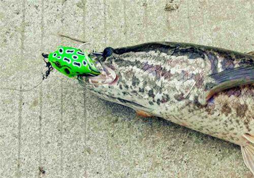 釣黑魚要注意什么？