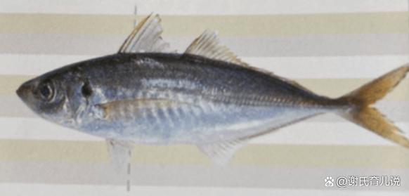 怎么海釣竹莢魚？