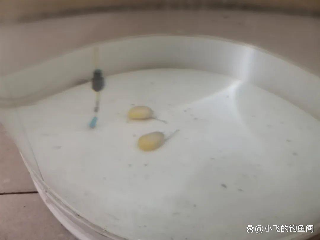 野釣草魚如何正確調漂？2種超簡單的調法，一看就學會！