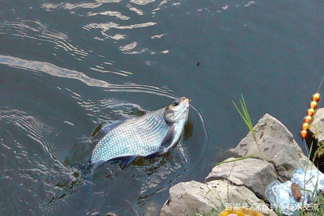 釣魚用那種類型的餌料最好？不同狀態的餌料適合不同的魚情