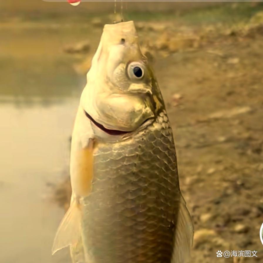 冬季、初春野釣鯽魚系列篇（二）——水草多的水面釣鯽魚技巧