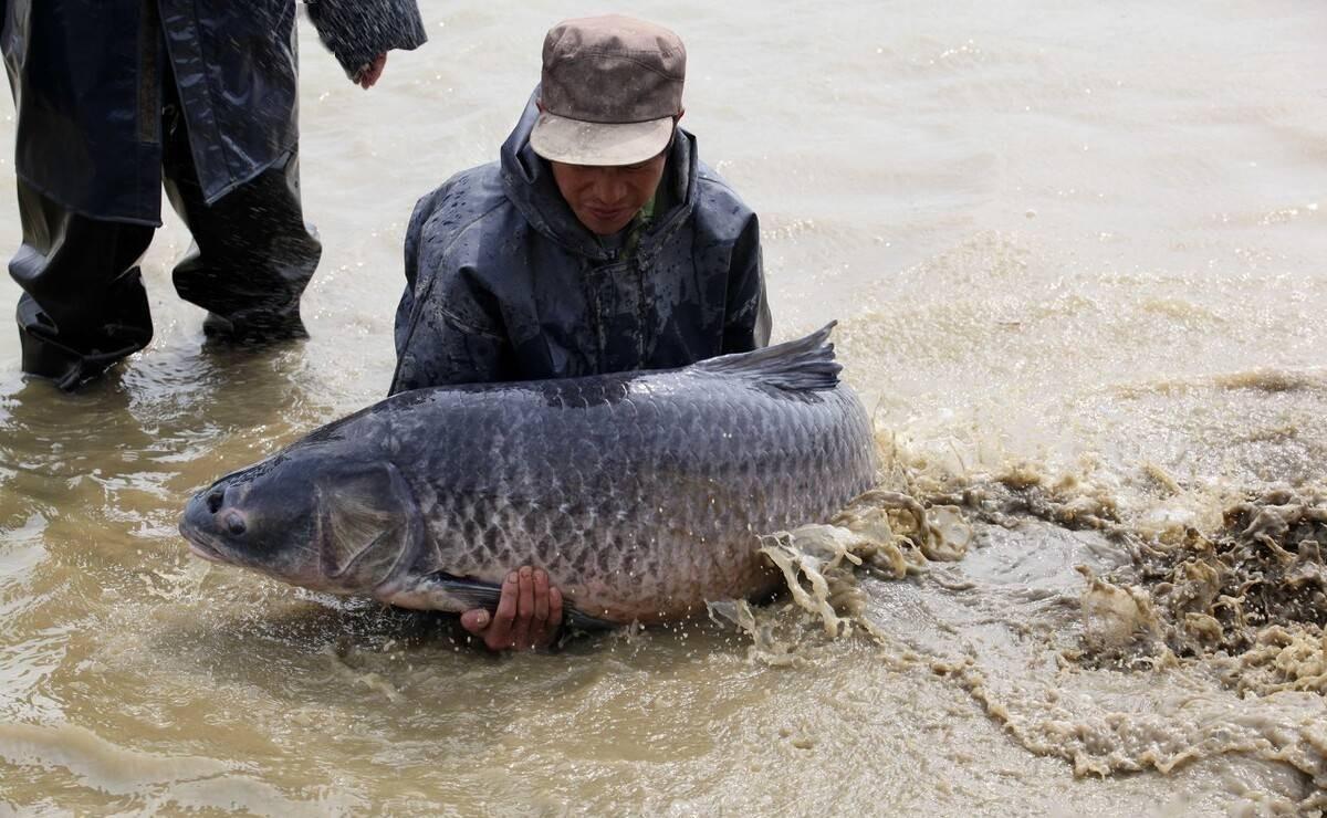 青魚精？江蘇釣友釣百斤巨型青魚，網友：我以前還釣過500斤的