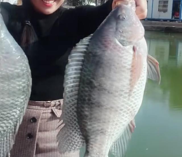 一年4季“釣羅非”餌料，上魚速度快，在家可以制作，又省錢