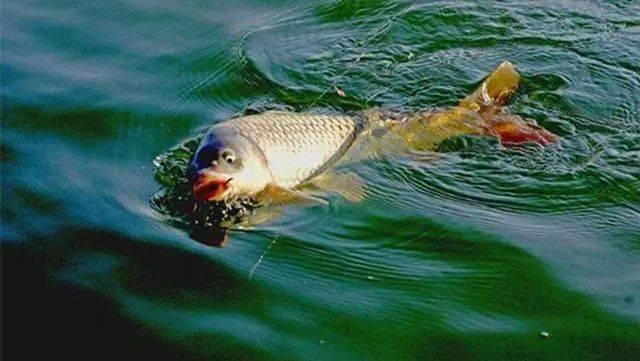 晚春野釣鯉魚，這3個必出鯉魚的釣點，強烈建議你收藏起來