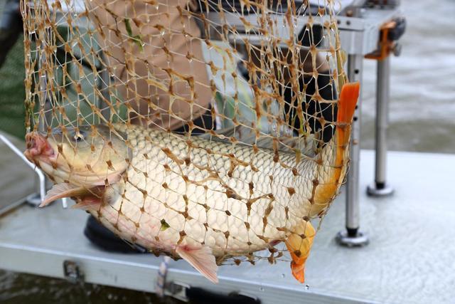 這東西專攻鯉魚，魚兒見它久聚不散，想釣鯉魚別錯過