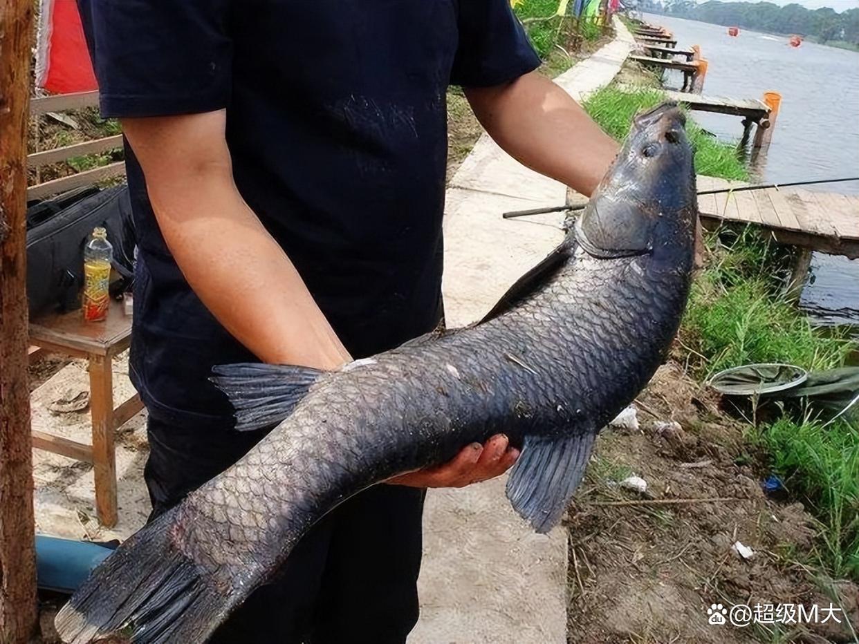 新手黑坑釣青魚的小技巧，讓你感受釣大物的快感