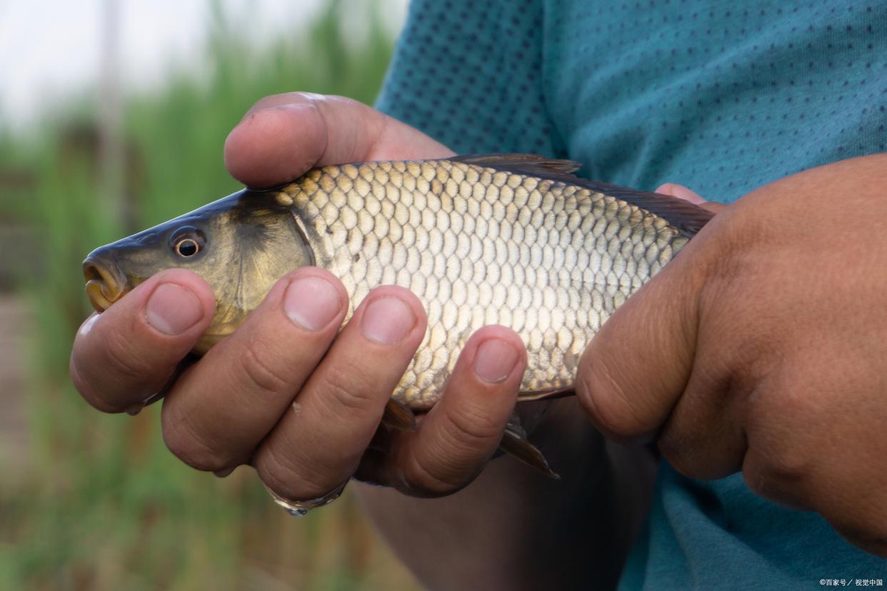 夏季野釣鯉魚技巧及注意事項