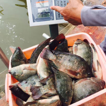 全面鋪開釣羅非魚的攻略，沒有幾條魚可以招架得住！