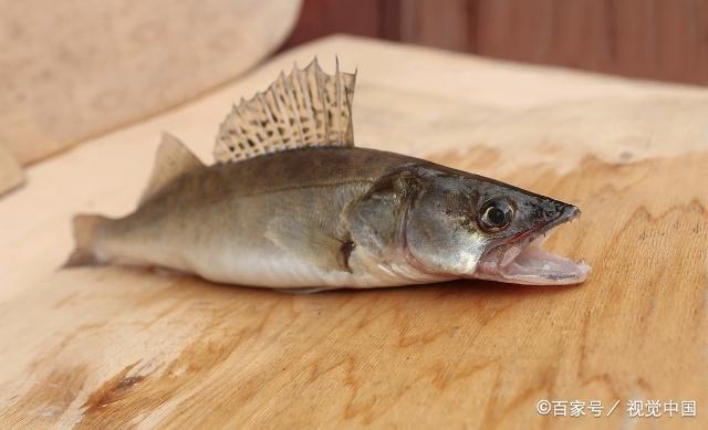 淡水魚中最兇猛的幾種肉食性魚類，你釣到過嗎