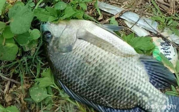 怪不得羅非魚釣的不過癮，原來每次忽略了這3點，后悔現在才知道