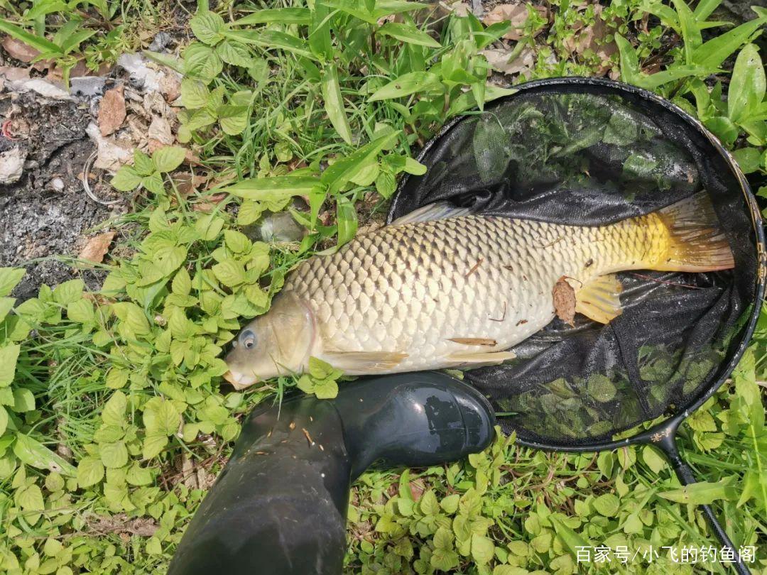 磯竿滑漂釣鯉魚，不是比誰丟的遠，做好這幾步魚兒自然來