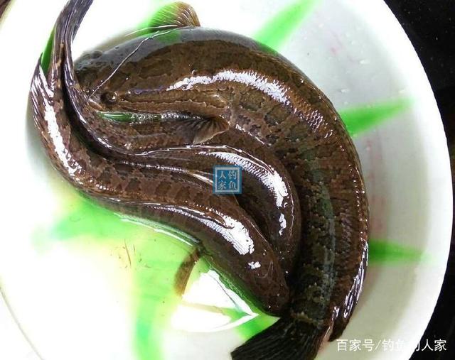 大河草洞，用“鯽魚肉”釣黑魚，收獲滿滿一箱子20多條兇猛的烏魚
