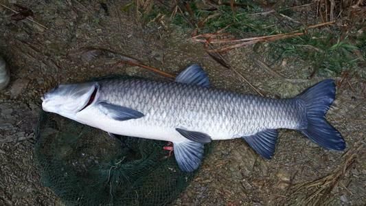 大青魚沒魚口不“咬鉤”？老白告訴你，釣青魚也能爆護