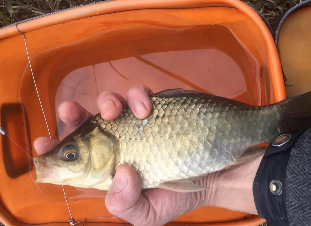 野釣大鯽魚，春天只需要記住三點，釣大板鯽就是這么簡單