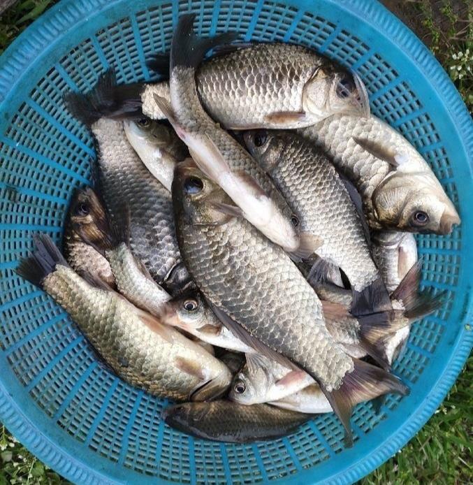 釣鯽魚什么時間段好上魚？選對了肯定“爆護”