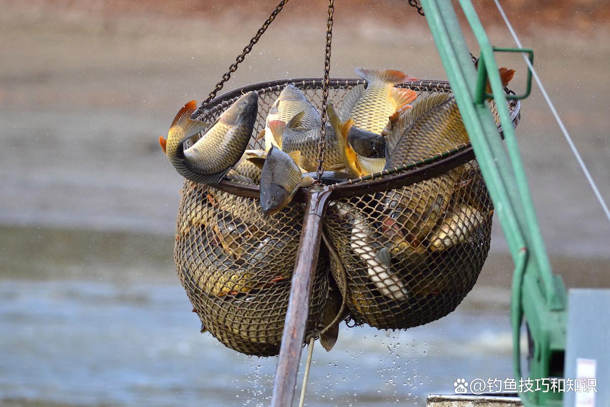 如何釣鯉魚黑坑的療養魚？療養魚的4個典型特征
