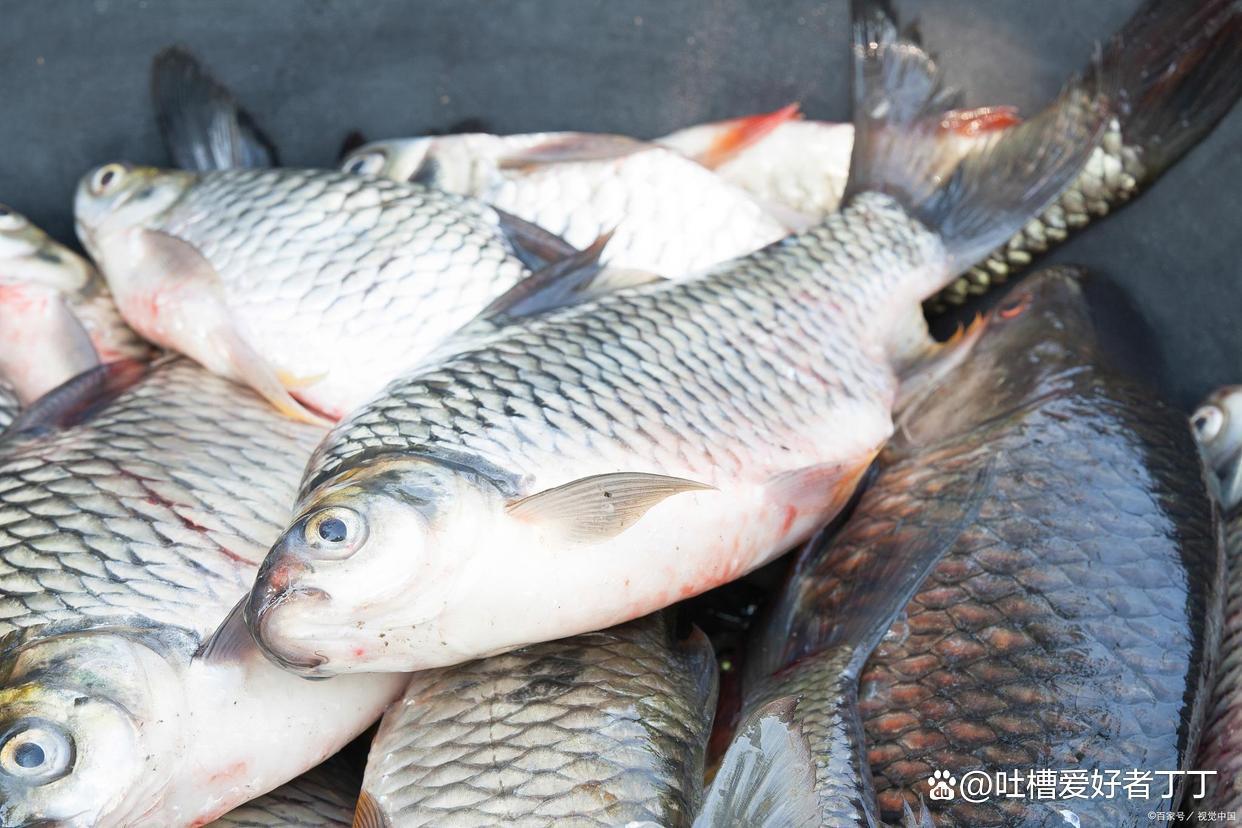 如今用草作為餌釣草魚