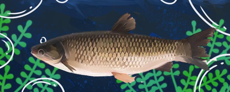 8米水深可以釣草魚嗎，底釣可以釣草魚嗎