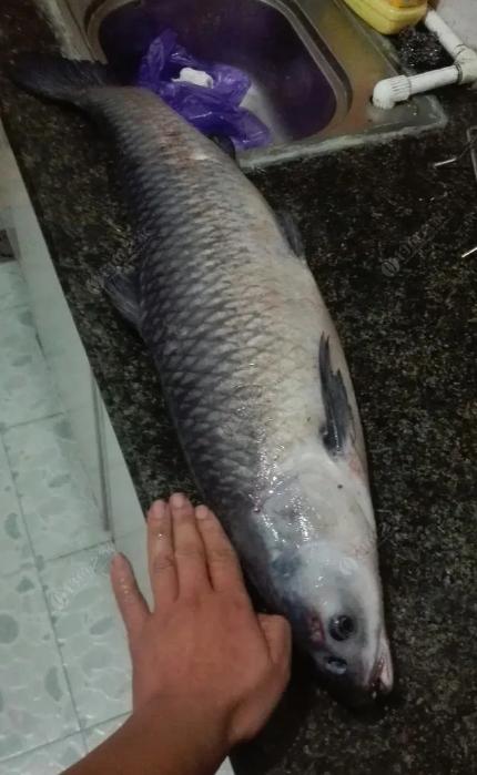 春季釣青魚用什么餌料最好？