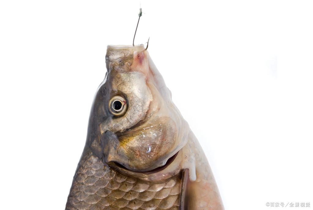 釣鯽魚：小麥穗鬧窩，釣友煩躁不堪，為何不嘗試這些技巧、方法！