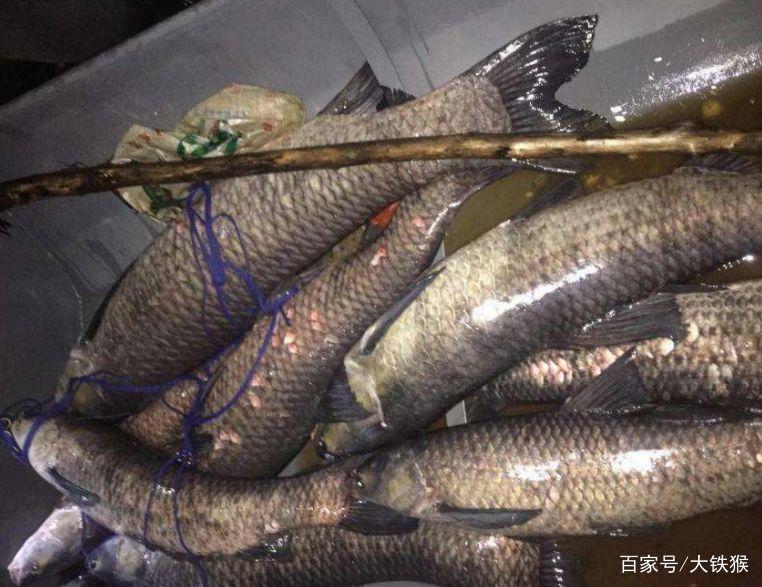 怪不得你釣不到青魚，教你新釣法，爆護不是偶然