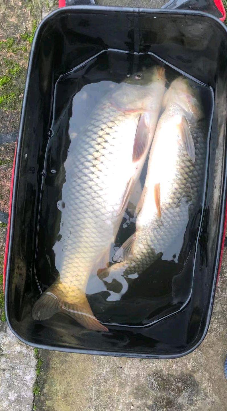垂釣鯉魚心得