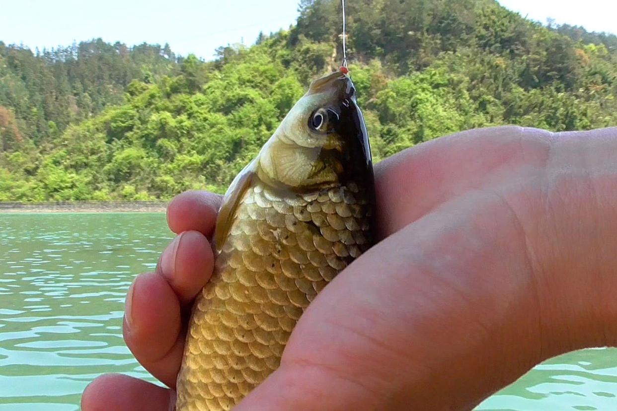 入秋野釣用這個方子配的鯽魚餌，釣上的都是大板鯽